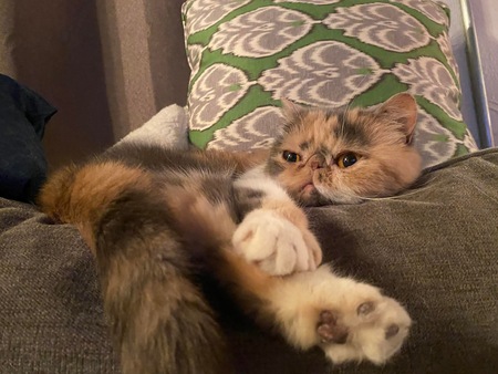 Bella