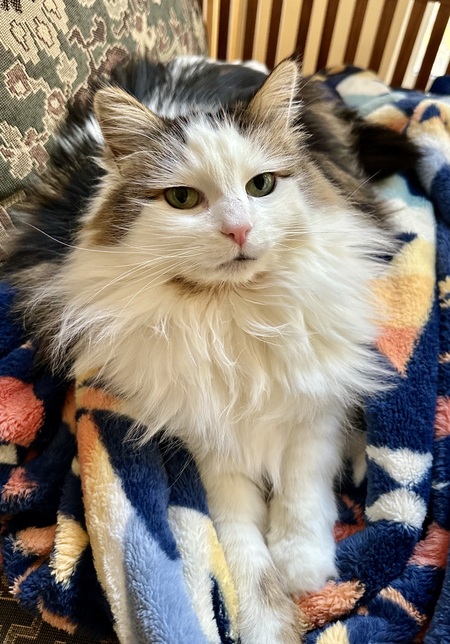 Willow