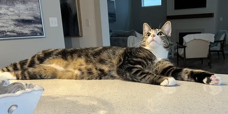 Cosmo