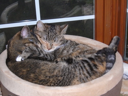 Freya and Sierra