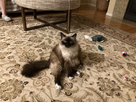 Ms.Triscuit