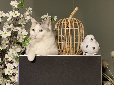 Tama