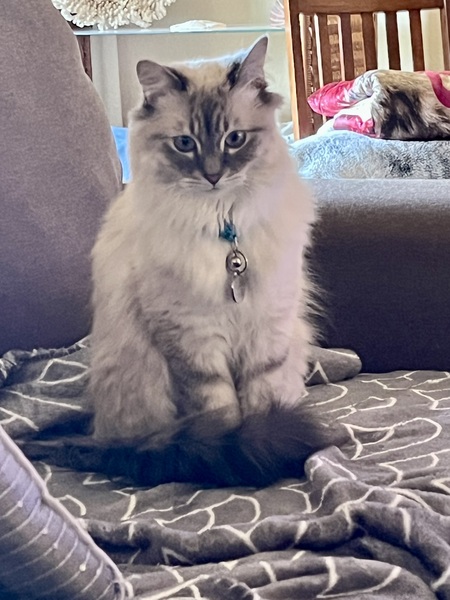 Frankie Blue Eyes