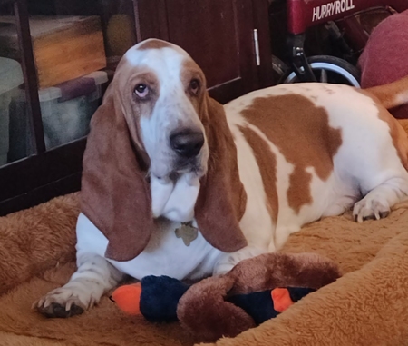 Murphy