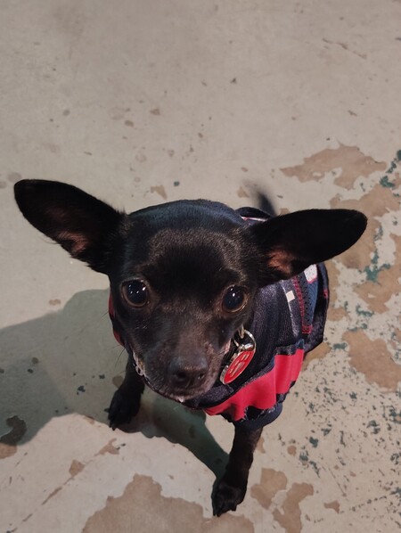 Pepper 