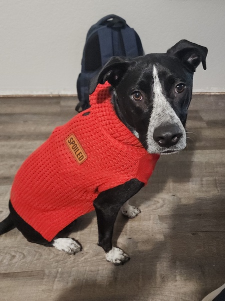 Finn
