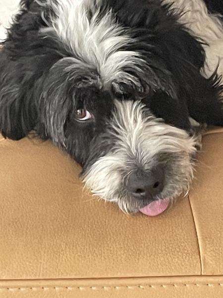 Bernie