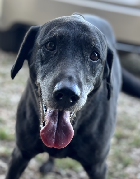 Pepper 