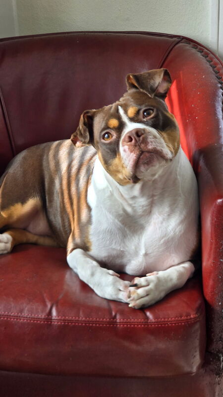Roxie AKA Franks Pretty Women