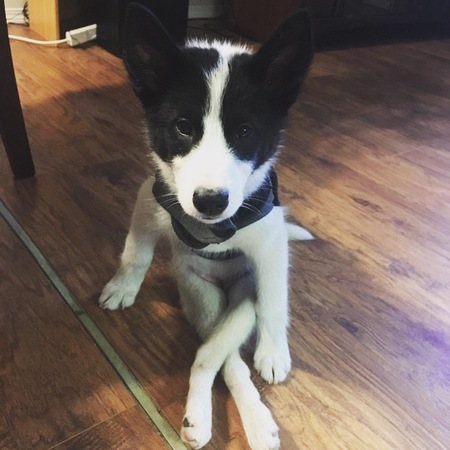 Piper