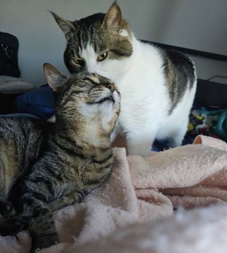 Lafawnduh and Loki 