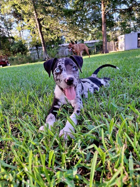 Milo