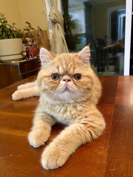 Squish