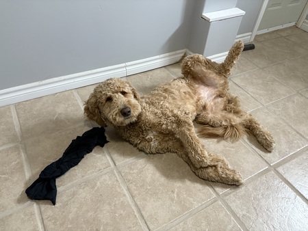 Teddy