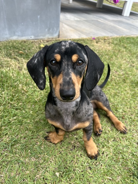 Pepper