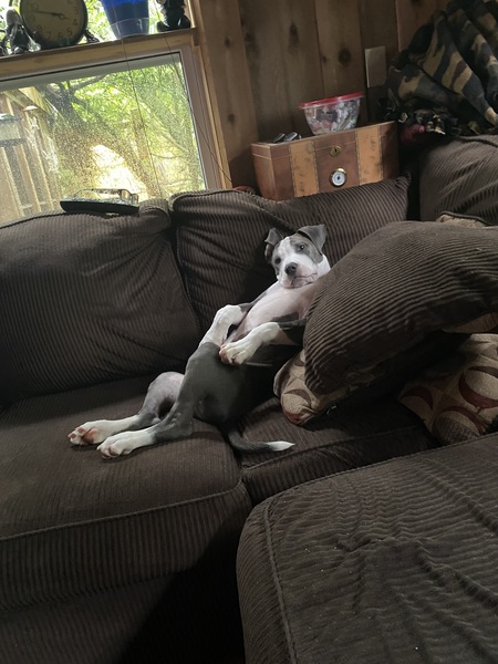 Zeus 