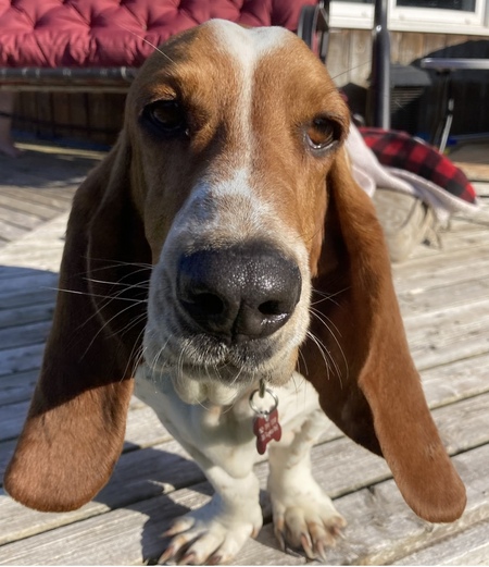 Dixie