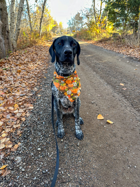 Otis