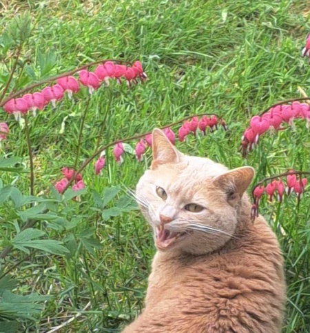 Kitty Kitty