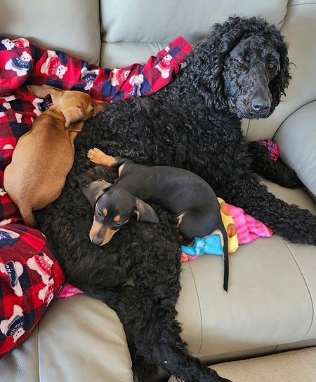 Maisy, Lucy, Milly