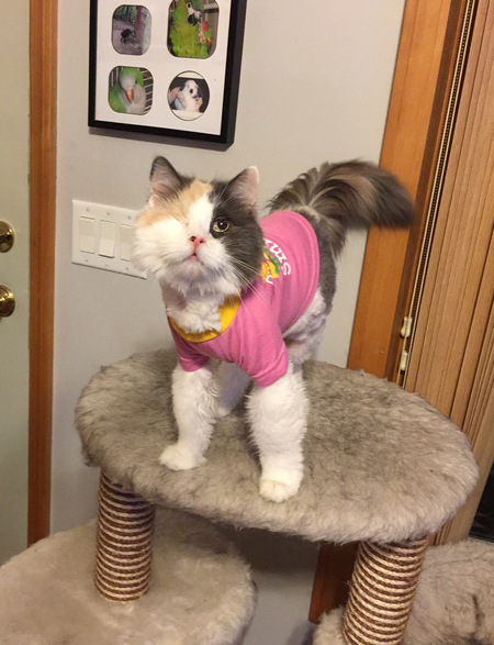 Mommy Cat