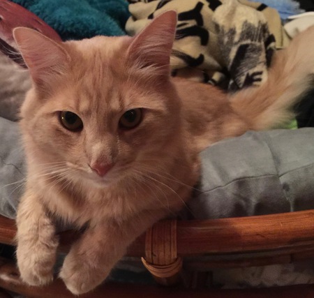 Sir Nigel