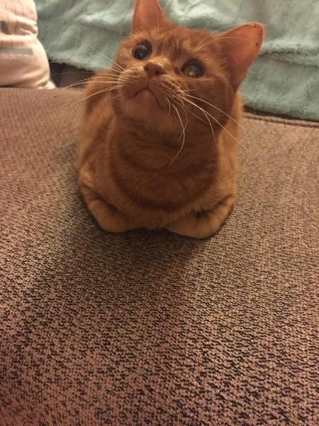 Gingerbell