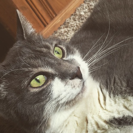 Cora
