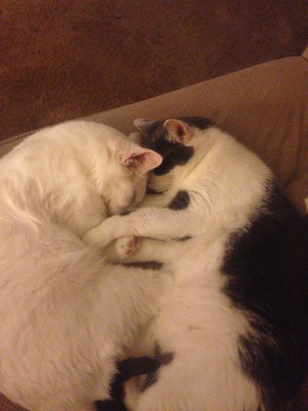 Spot and Jameson