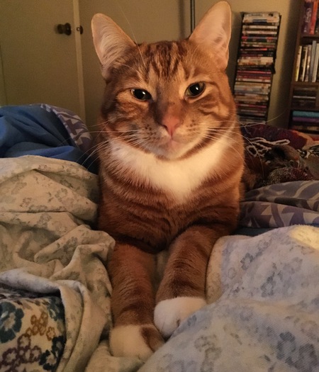 Meeko