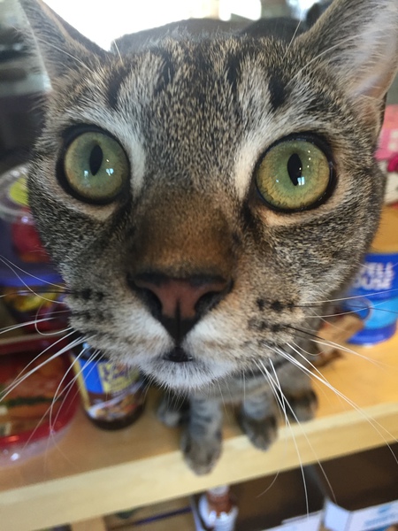 Jax