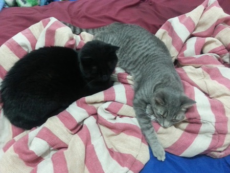 Shadow the Warrior King and Pepper