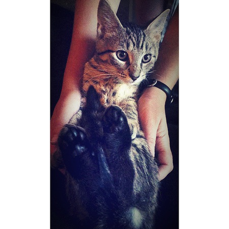 Catticus Finch 