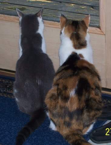 Elsie & Gracie