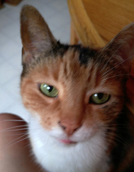 Ginger