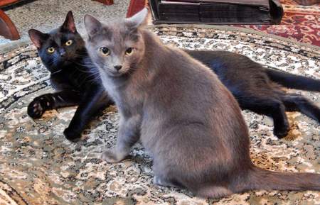 Carlton & Percepher