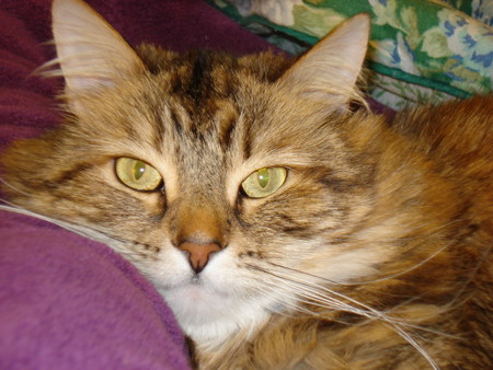 Basil