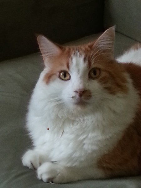 Izzy