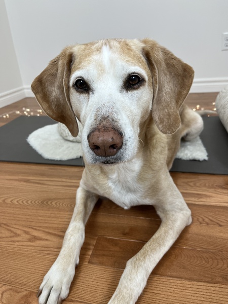 Rufus