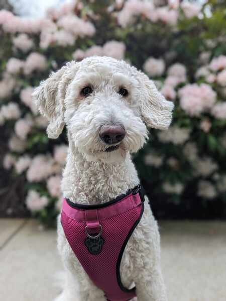 Maggie 