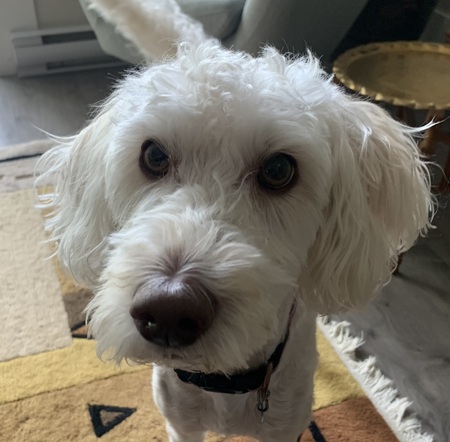 Daisy