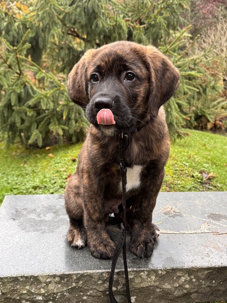 Koda