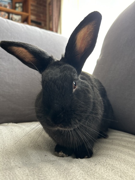 Gemma 