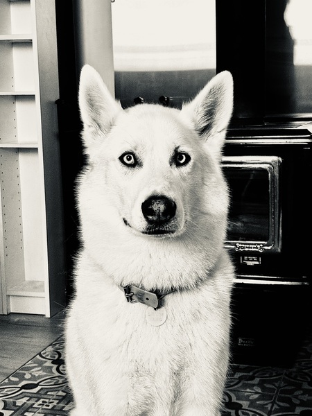 Kokomo