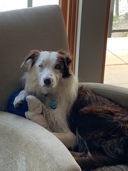 Piper