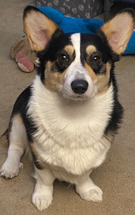 Gizmo
