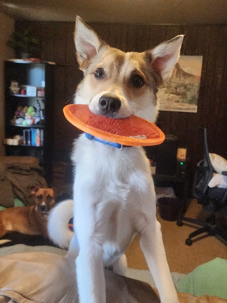 Biscuit 