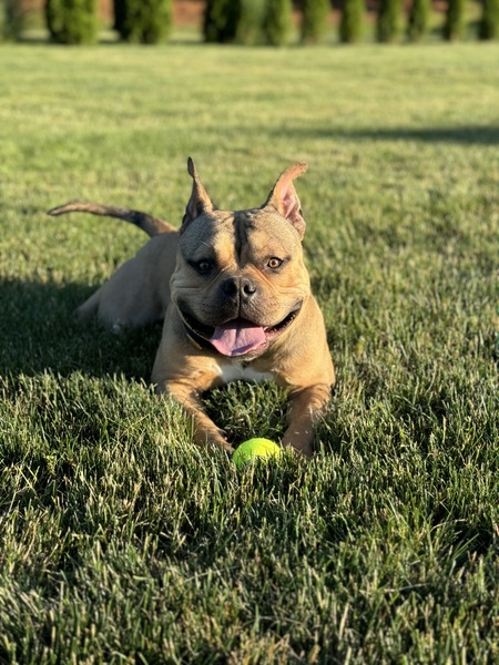 Nitro