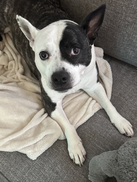 Delilah 