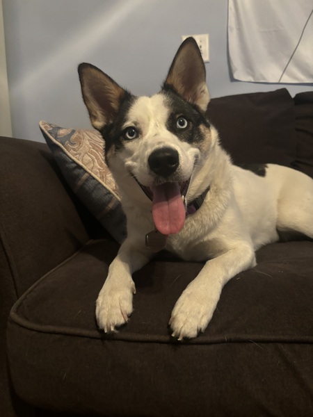 Suki